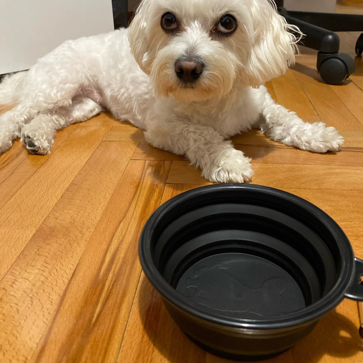 FlexiTravel Collapsible Pet Bowl